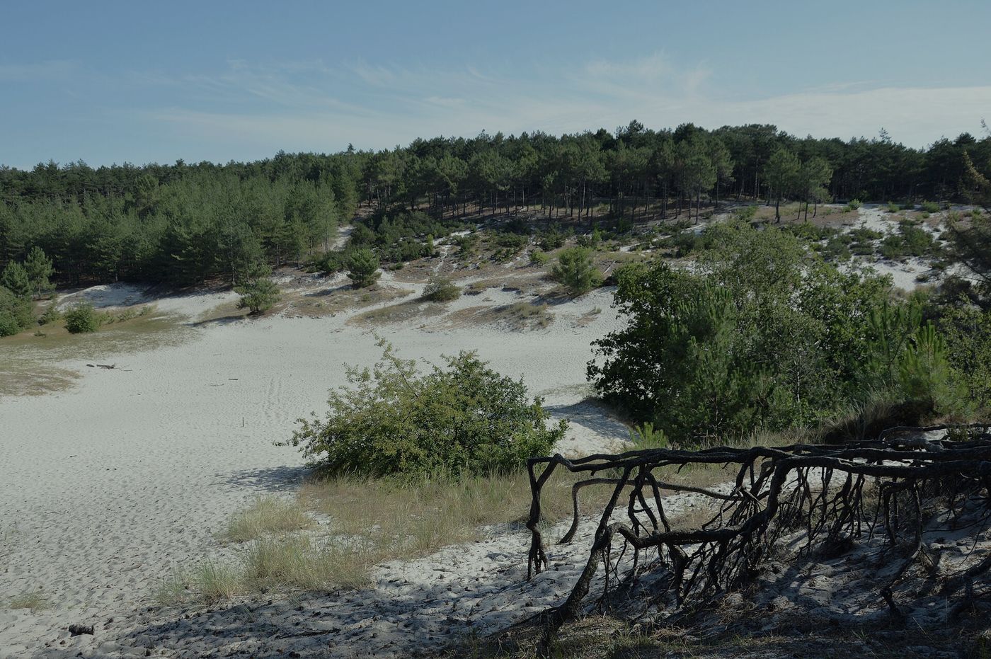 Dunes and pine forest in Noord-Holland
